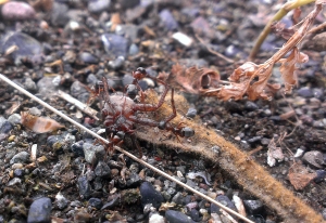 Ants dragging spider #2