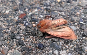 Ant Dragging dead moth