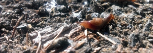 Tiny Slug #2
