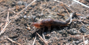 Tiny Slug #1